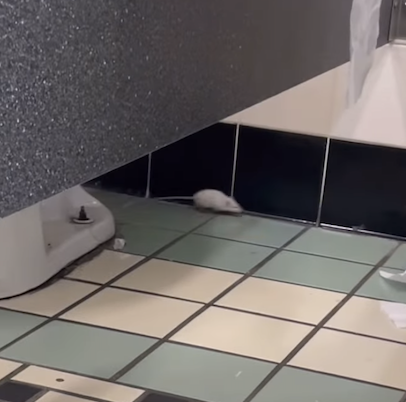 Rats and Termites